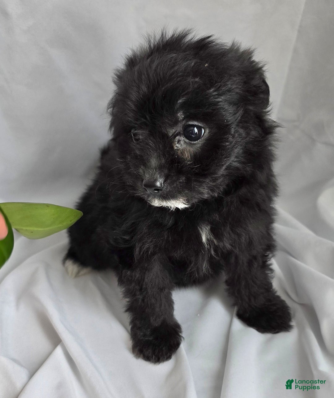 Pomapoo dogs for sale: Pomapoo Puppy 1 - Ad 6