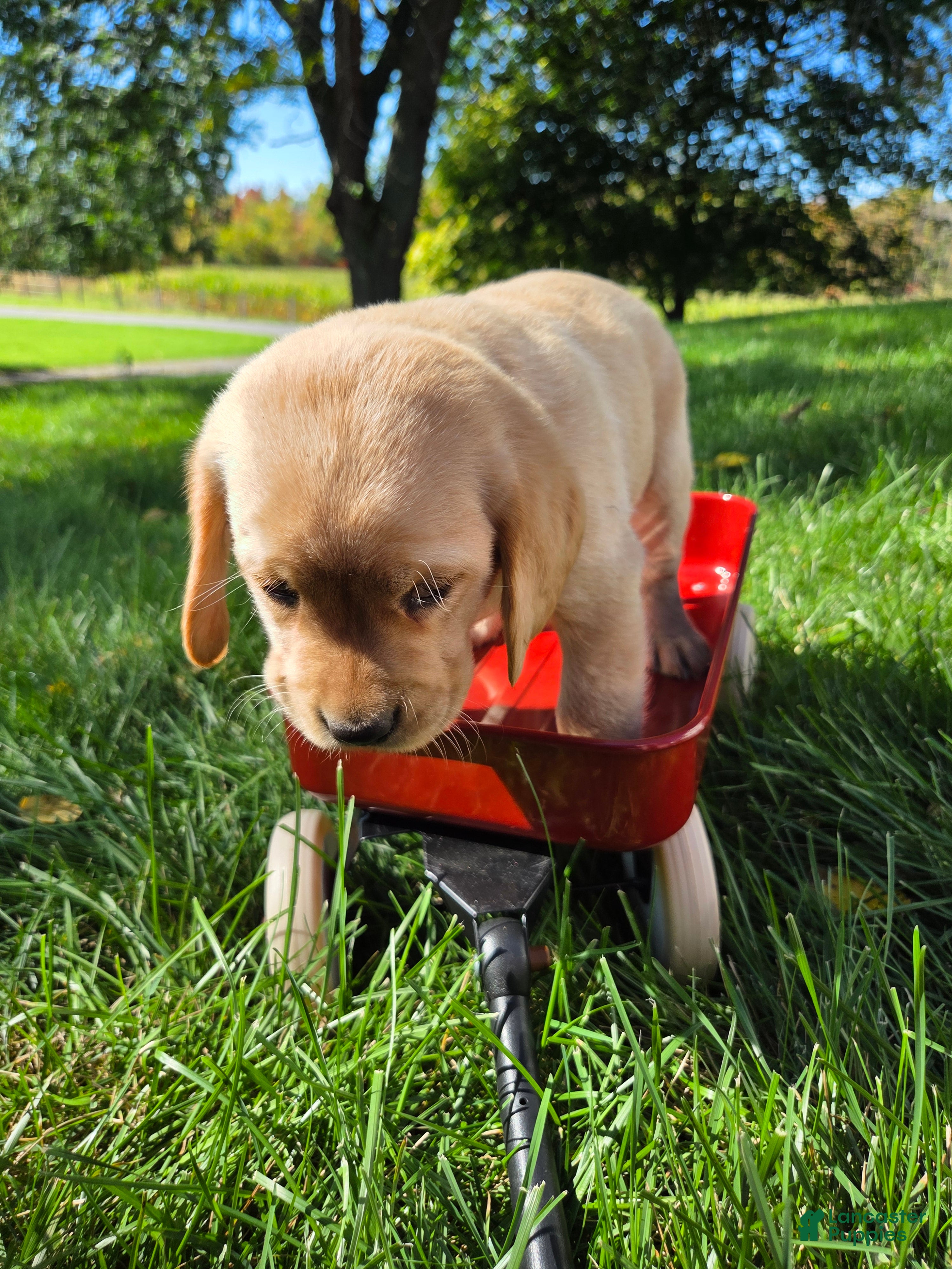Mixed Breed dogs for sale: Mixed Breed 7 - Ad 1