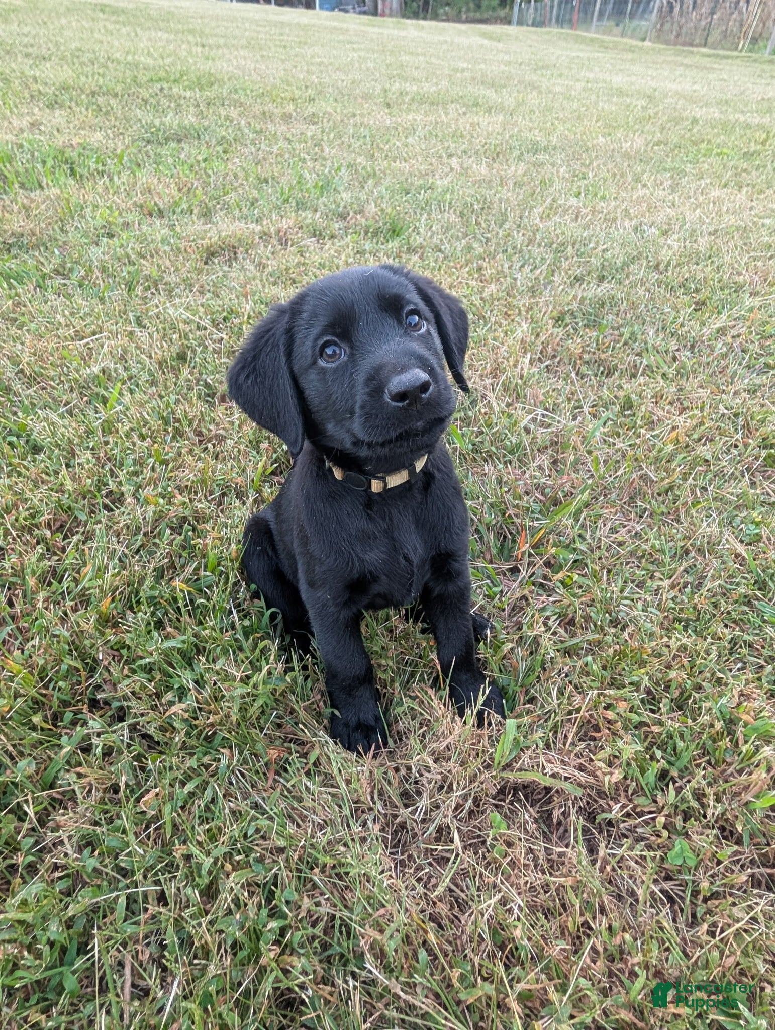 Fur Goldador Puppies for sale Lancaster Puppies