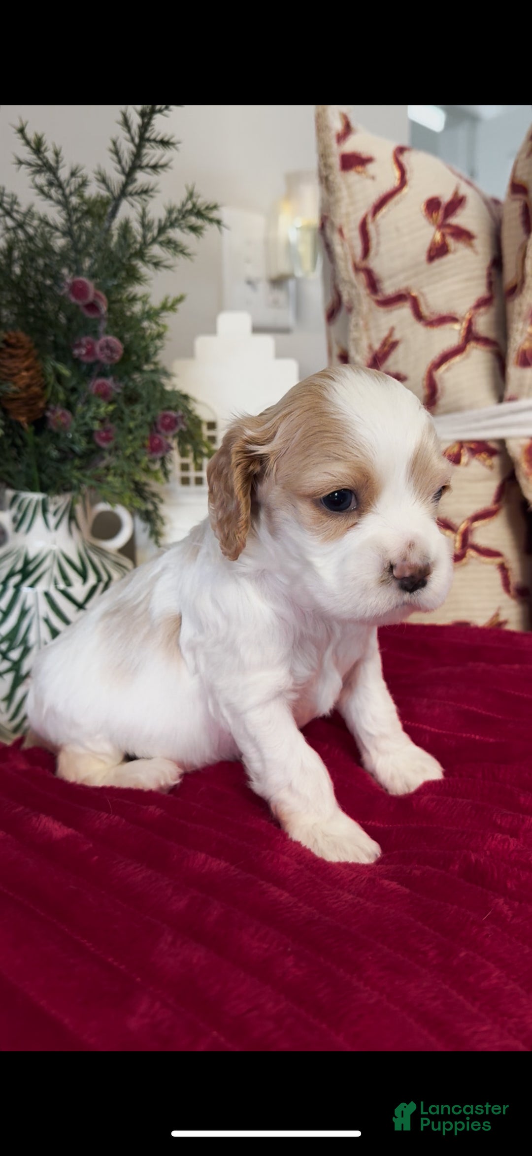 Cocker Spaniel dogs for sale: Louie - Ad 2