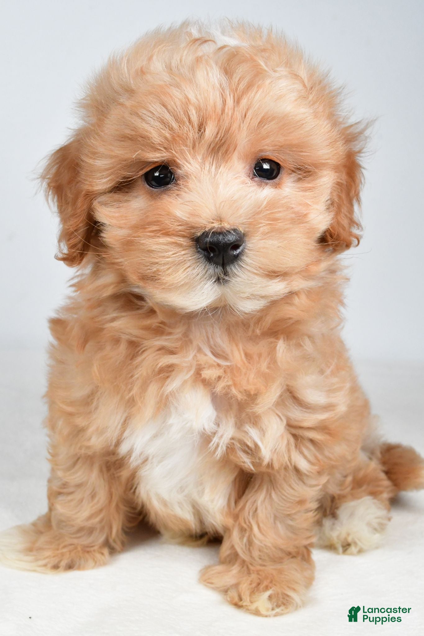 Maltipoo dogs Cash - Ad 1