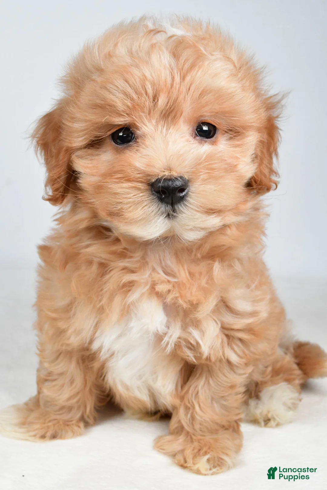 Maltipoo dogs for sale: Cash - Ad 1