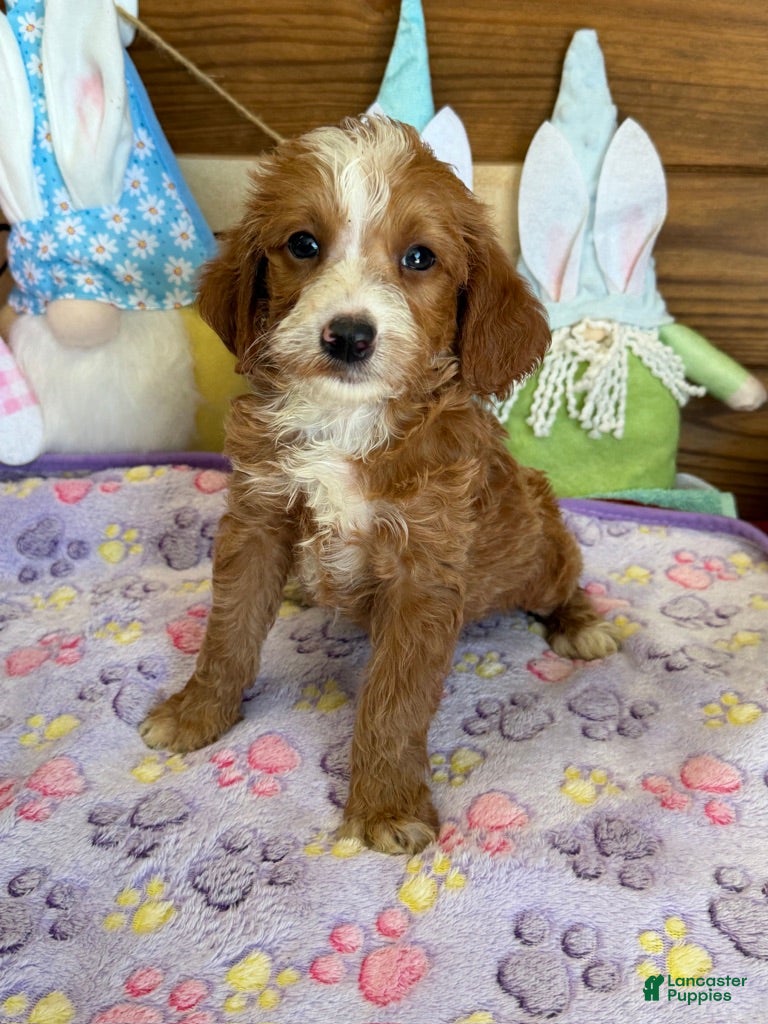 Labradoodle dogs Casanova - Ad 14