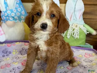 Labradoodle dogs Casanova - Ad 14