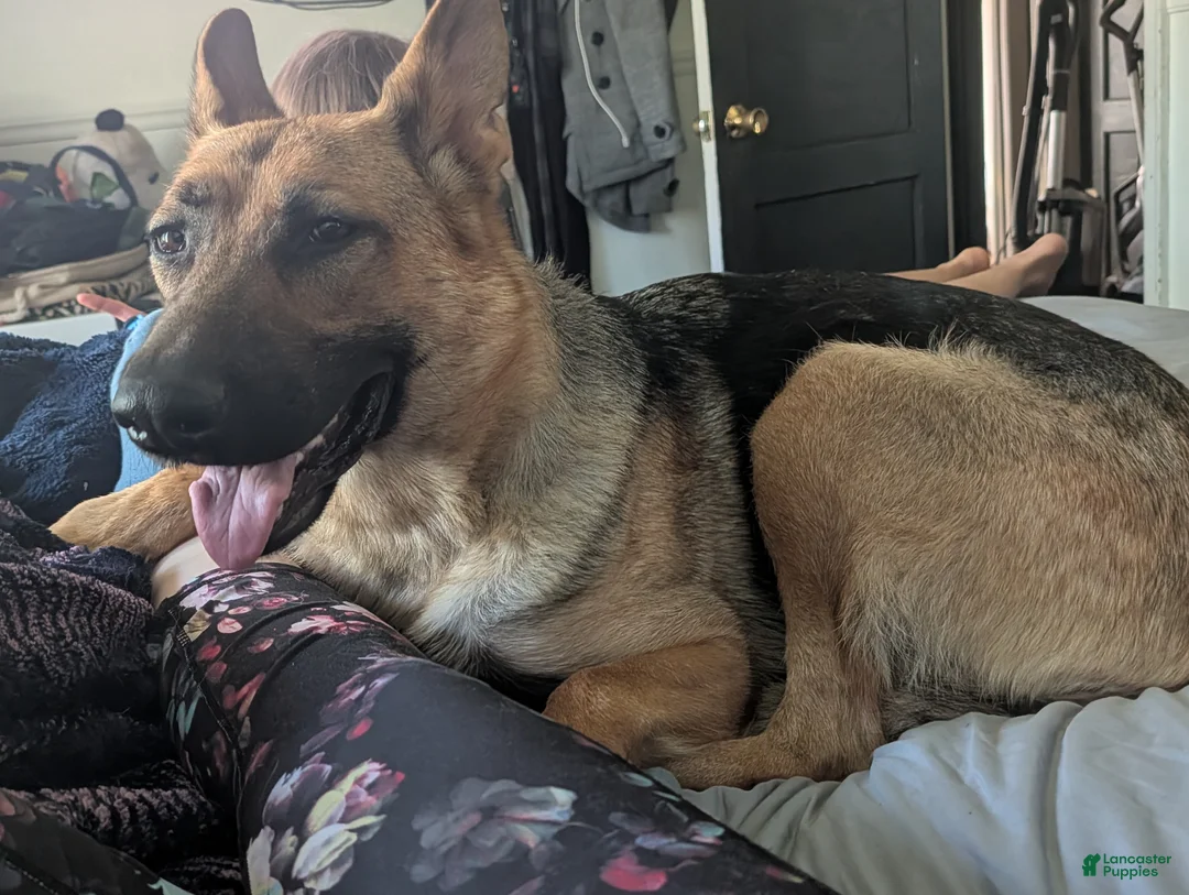 German Shepherd dogs for sale: Evanna - Ad 7