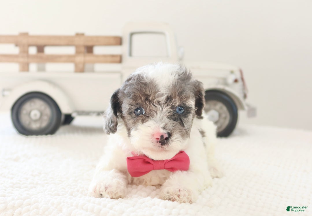 Toy Poodle dogs for sale: Noelle - Ad 4