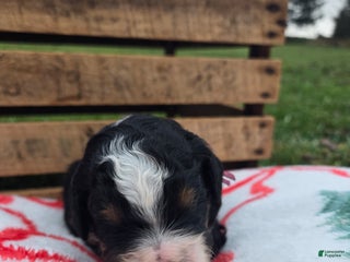 Bernedoodle dogs Paris - Ad 22