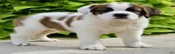 Saint Bernard dogs for sale: Ruby Kae - Ad 4