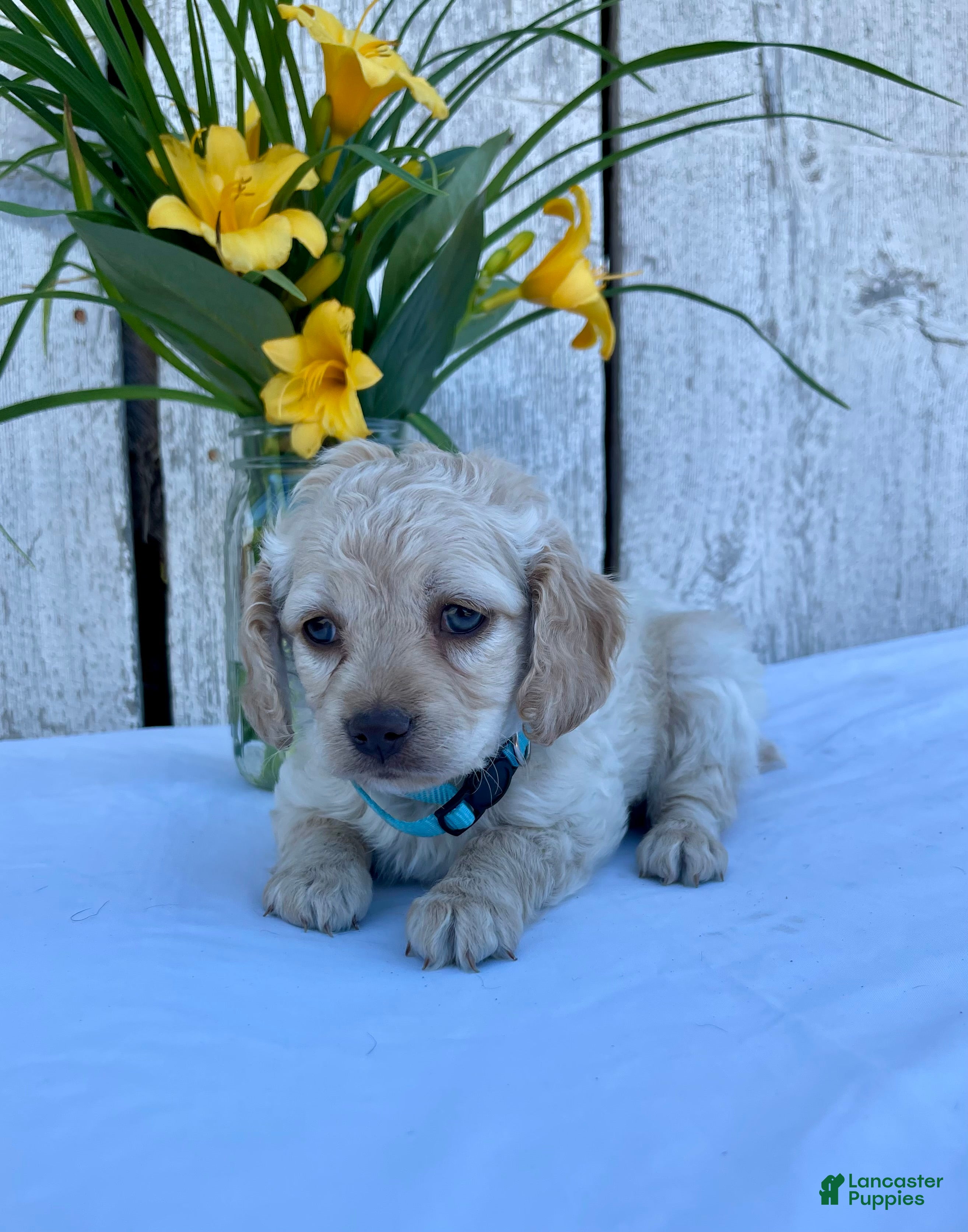Cockapoo dogs Lily - Ad 1