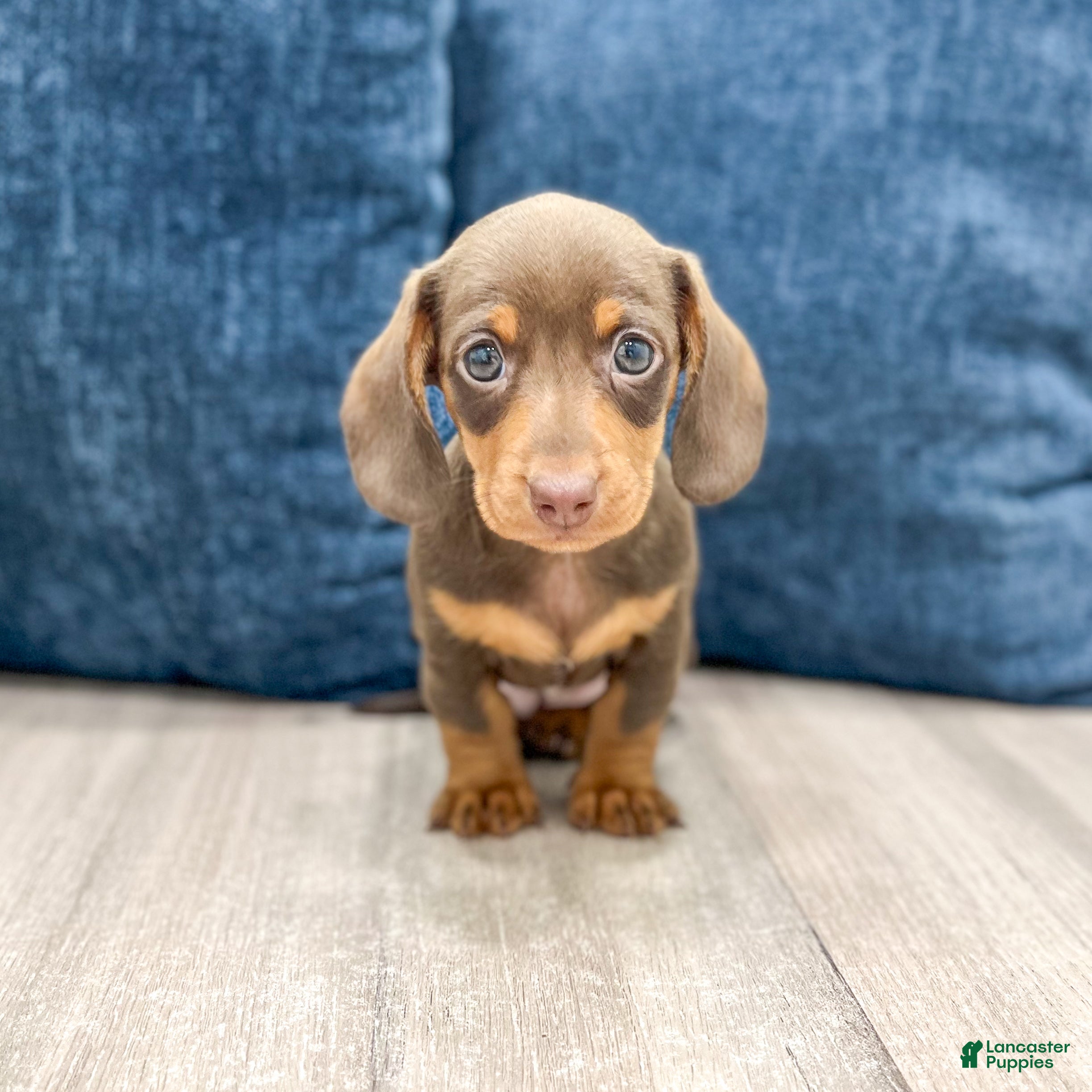 Miniature Dachshund dogs Cocoa - Ad 1