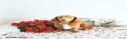 Miniature Dachshund dogs for sale: Cameron - Ad 6