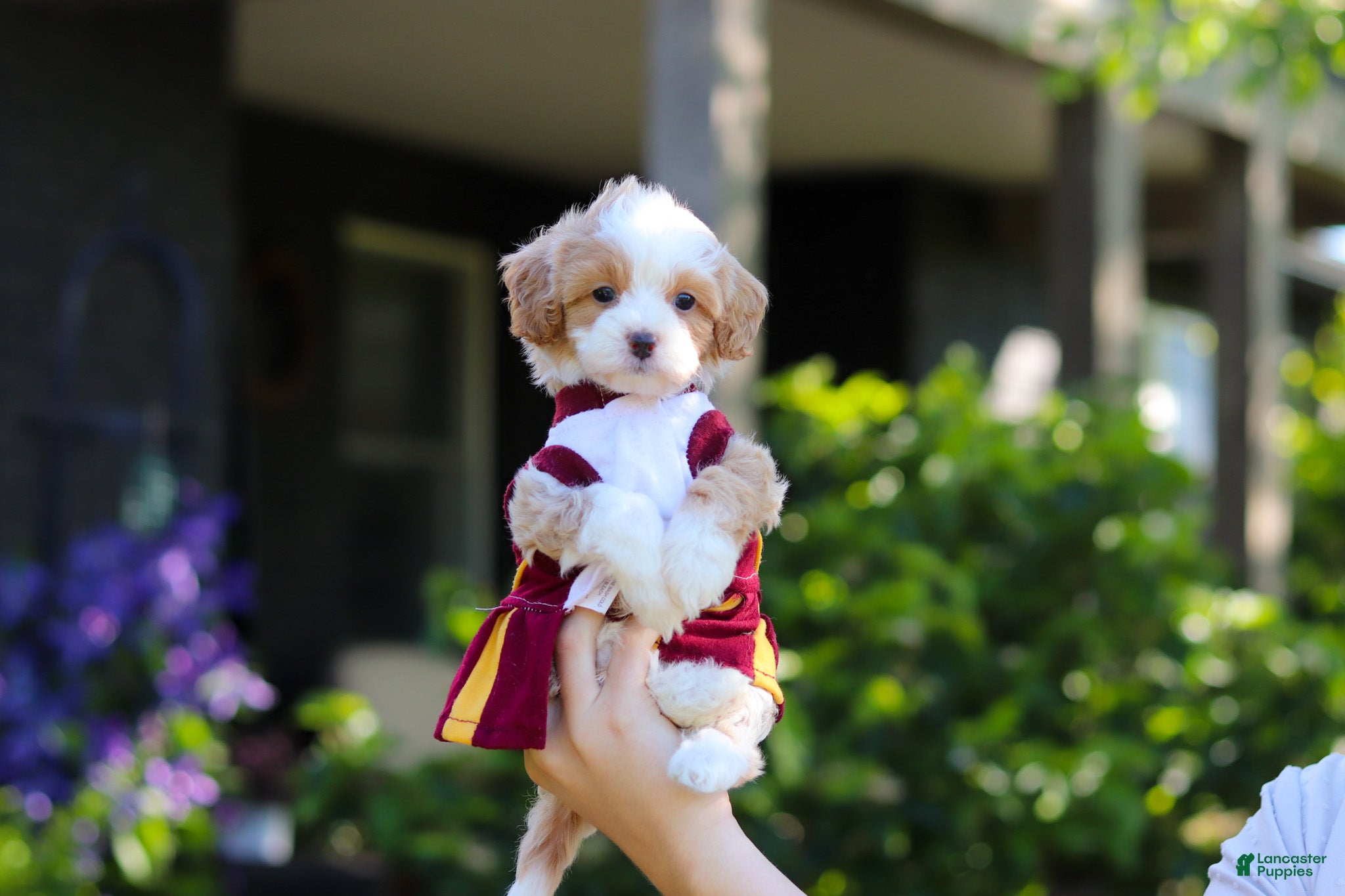 Cavapoo dogs for sale: Haven - Ad 4