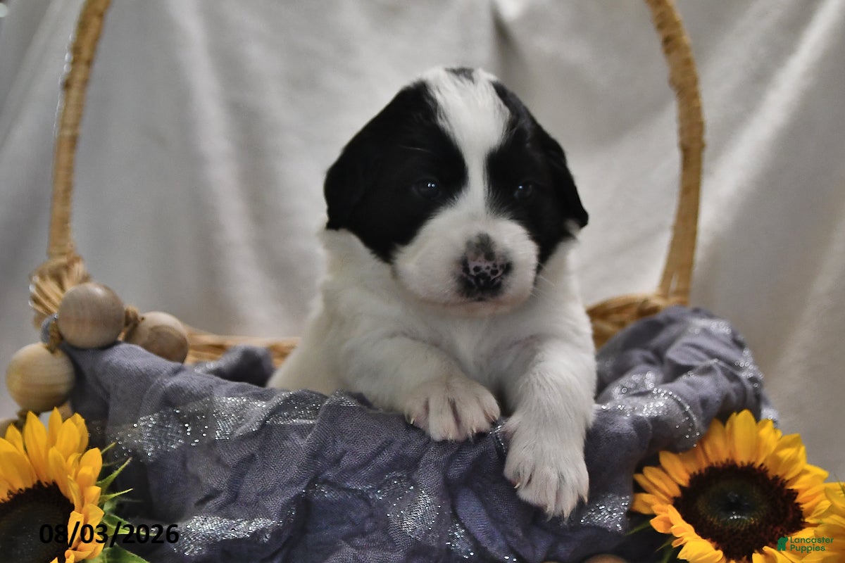 Portuguese Water Dog dogs for sale: Gunner - Ad 3