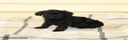 Yorkiepoo dogs for sale: Ceasar - Ad 5