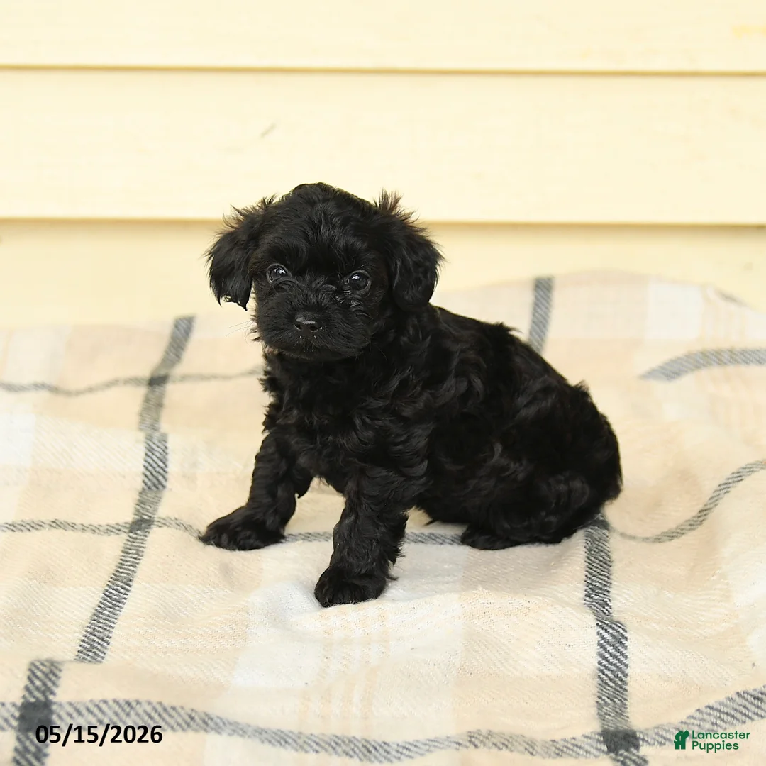 Yorkiepoo dogs for sale: Ceasar - Ad 5