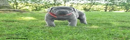 Cane Corso dogs for sale: Redwing - Ad 1
