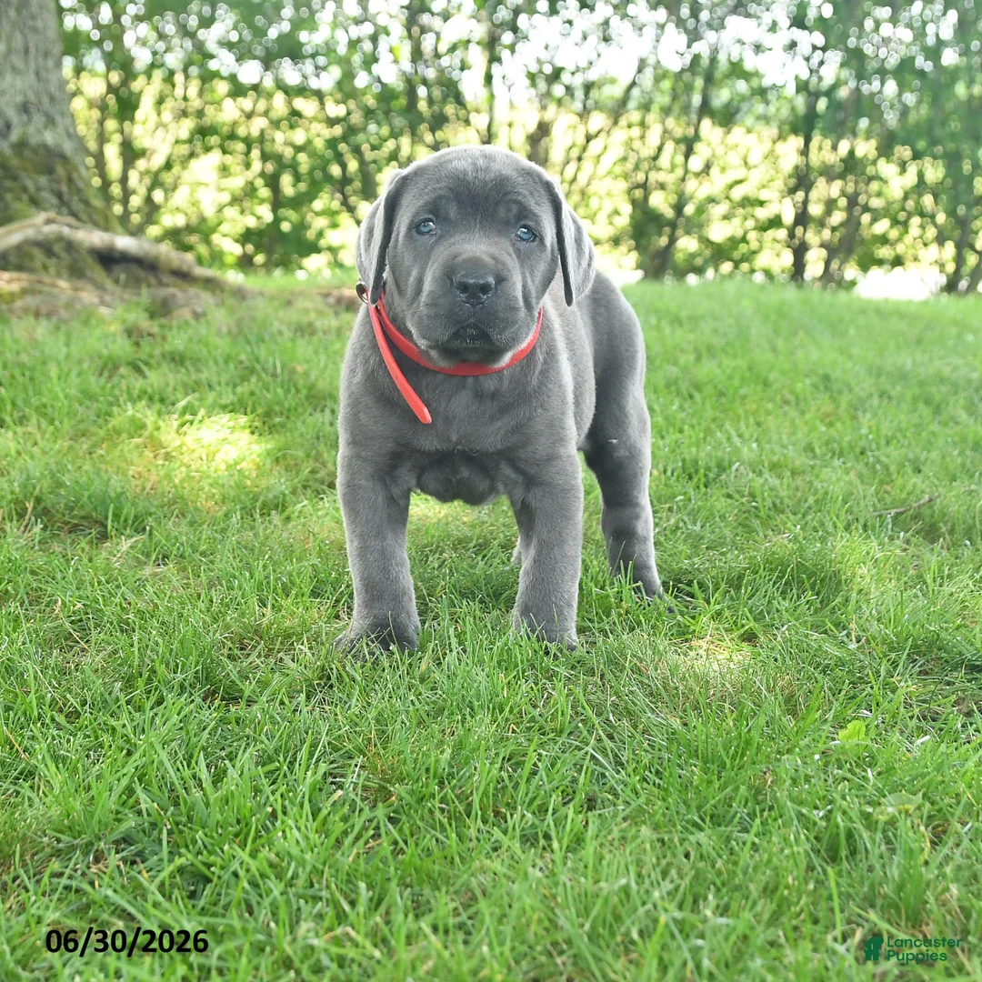 Cane Corso dogs for sale: Redwing - Ad 1