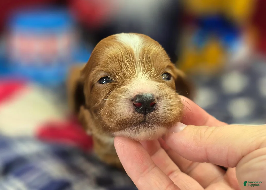 Cavapoo dogs for sale: Sonic - Ad 2