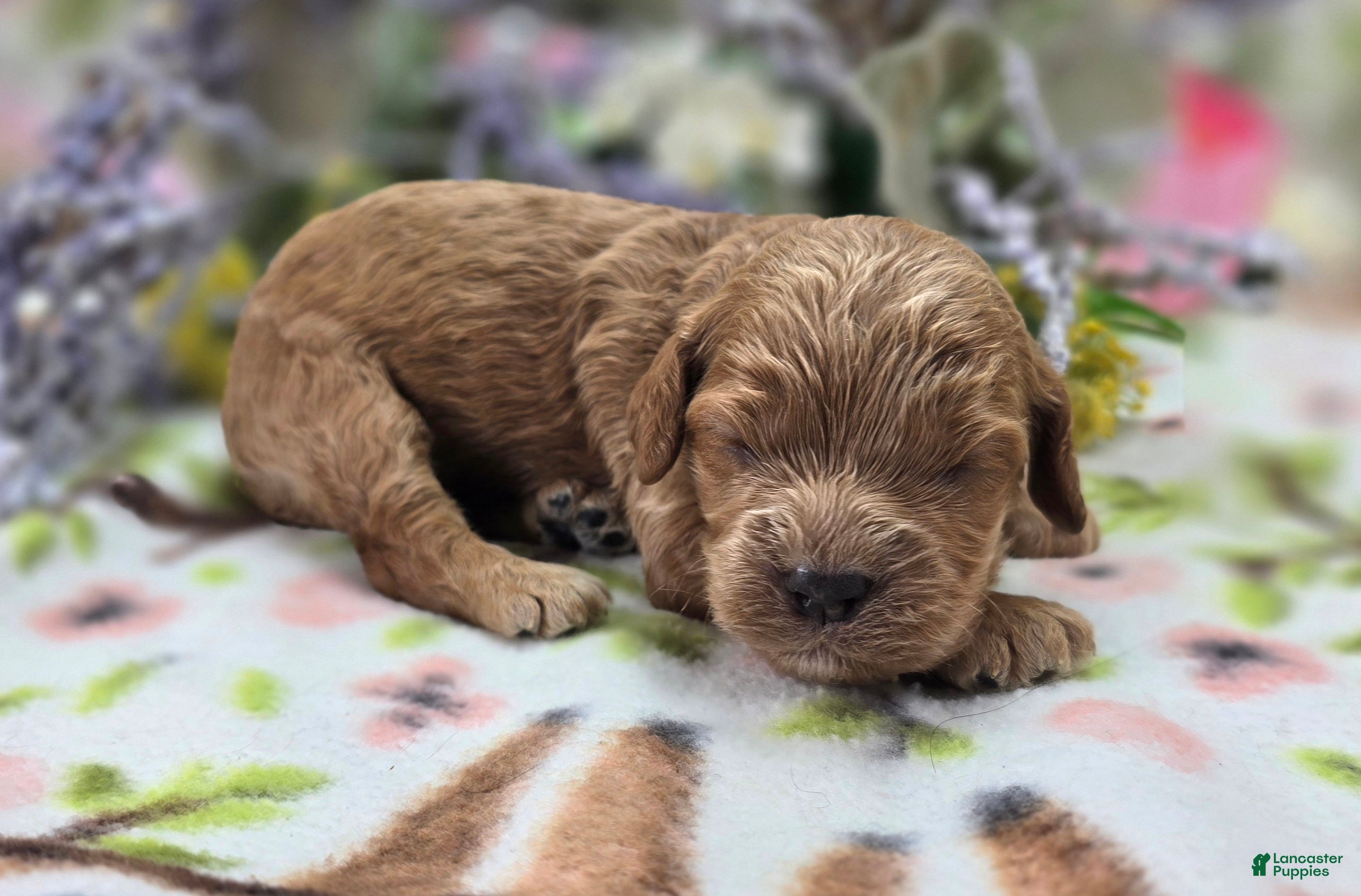 Cockapoo dogs Versace - Ad 12