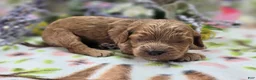 Cockapoo dogs for sale: Versace - Ad 1