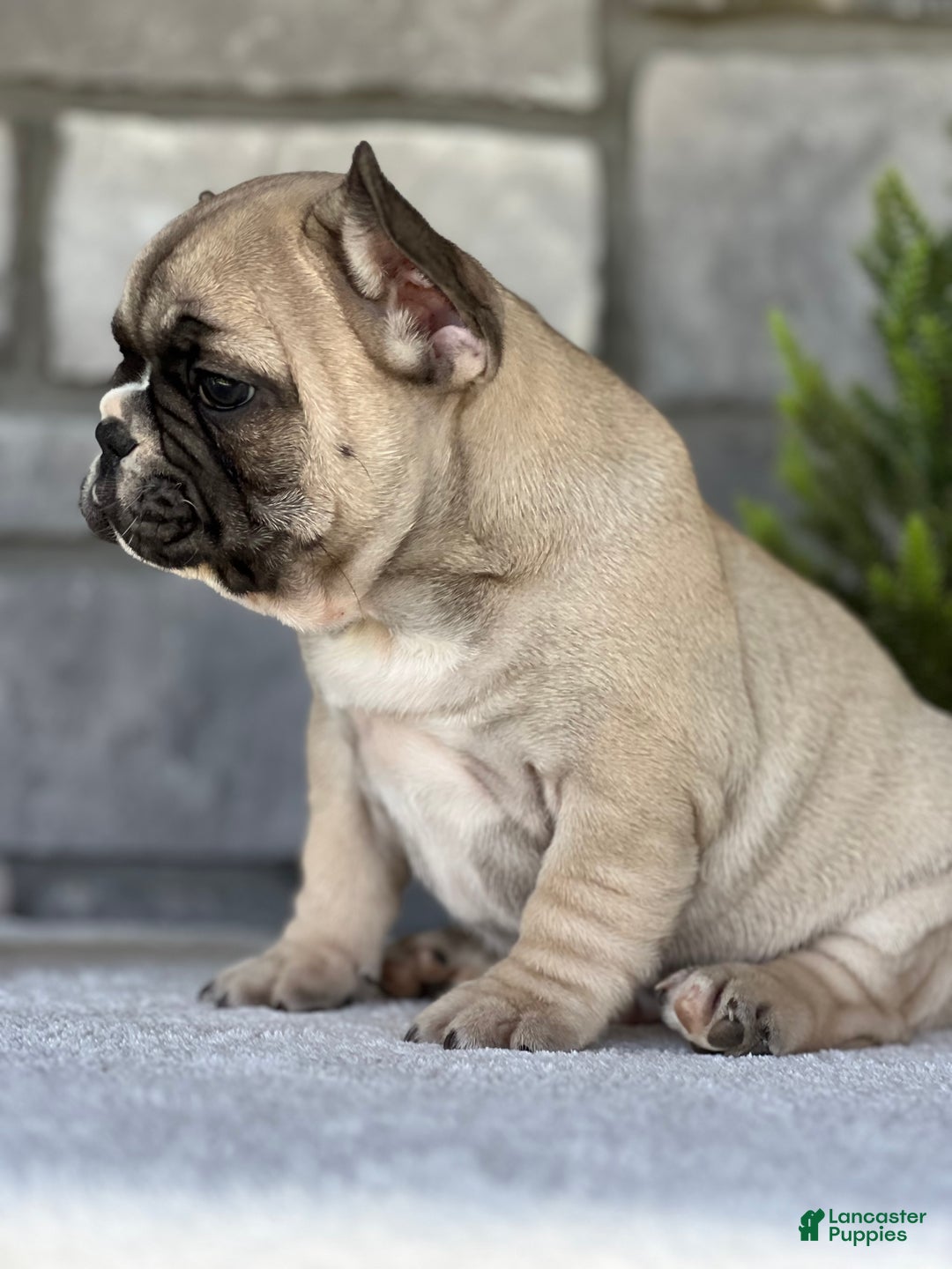 French Bulldog dogs for sale: Niko - Ad 14