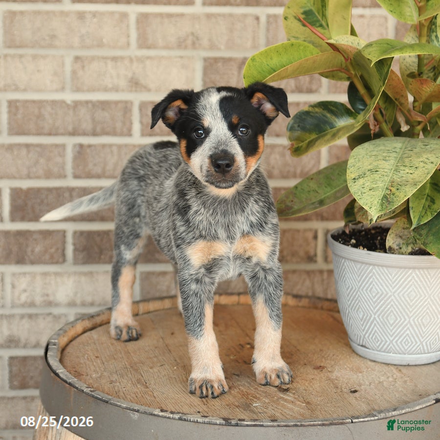 Australian Cattle Dog dogs Molly - Ad 1