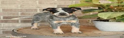 Australian Cattle Dog dogs for sale: Molly - Ad 1