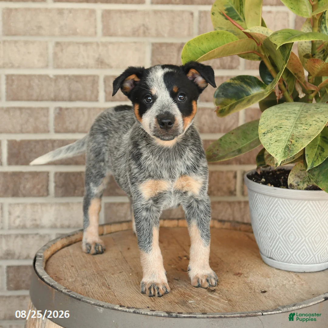Australian Cattle Dog dogs for sale: Molly - Ad 1