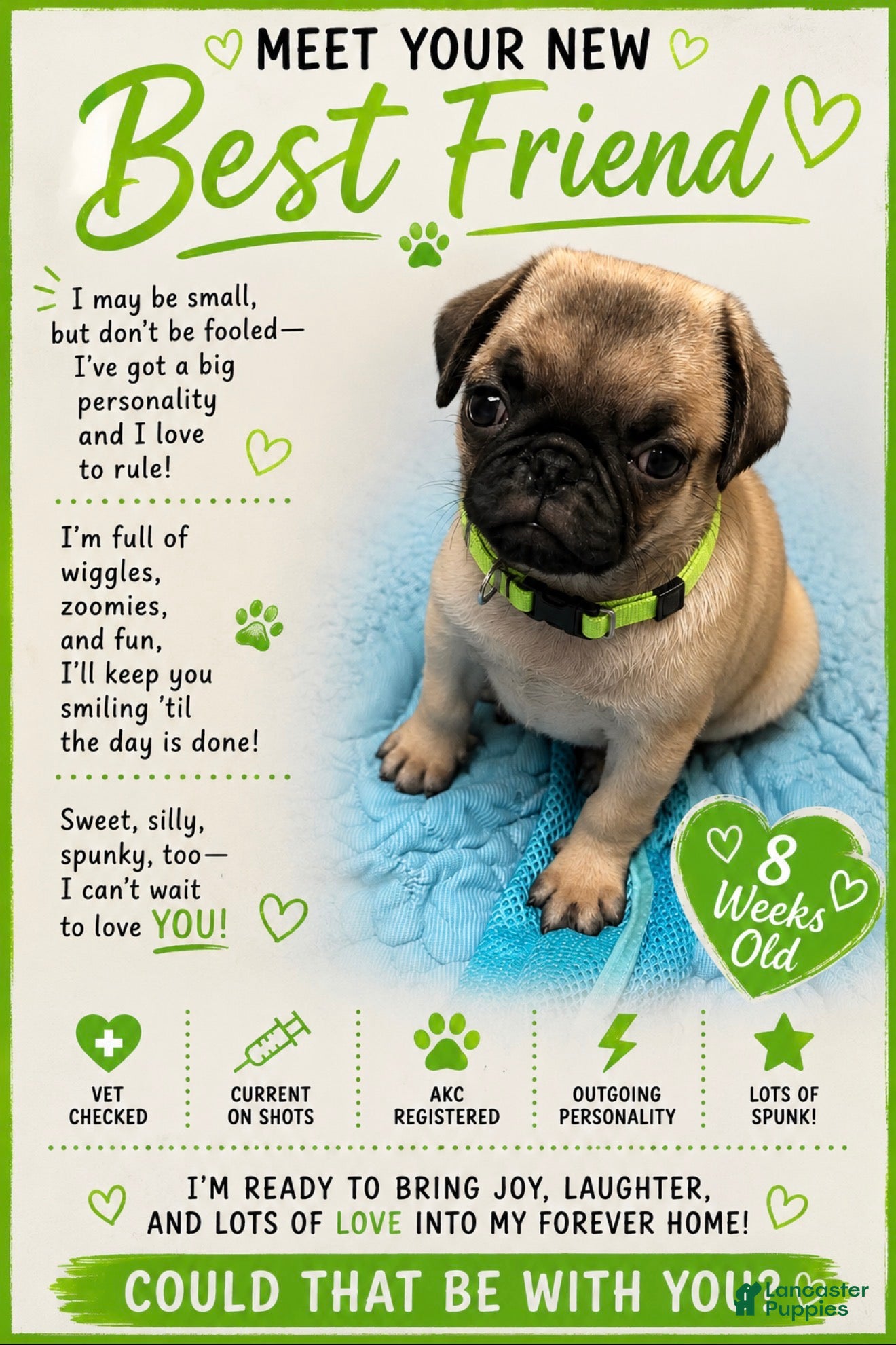 Pug dogs Green - Ad 16