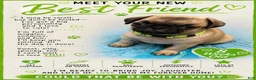 Pug dogs for sale: Green - Ad 1