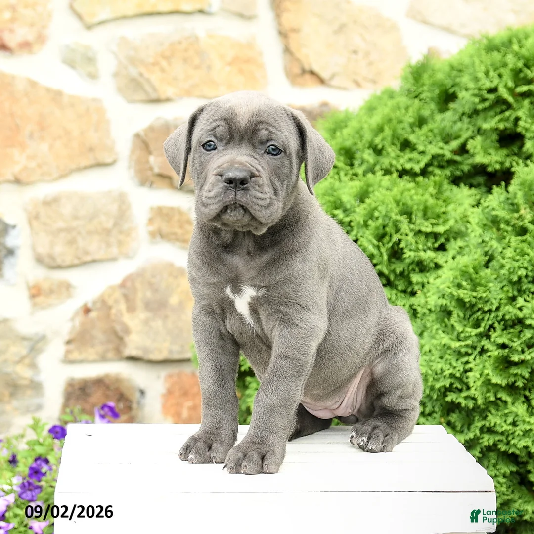 Cane Corso dogs for sale: Clover - Ad 1
