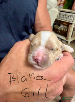 Cockapoo dogs Bianca G1 - Ad 5