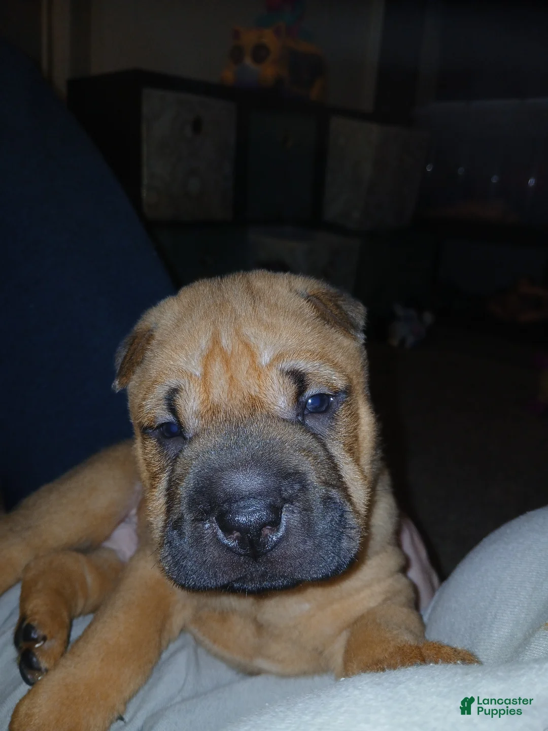 Shar Pei dogs for sale: Shar Pei Puppy 1 - Ad 2