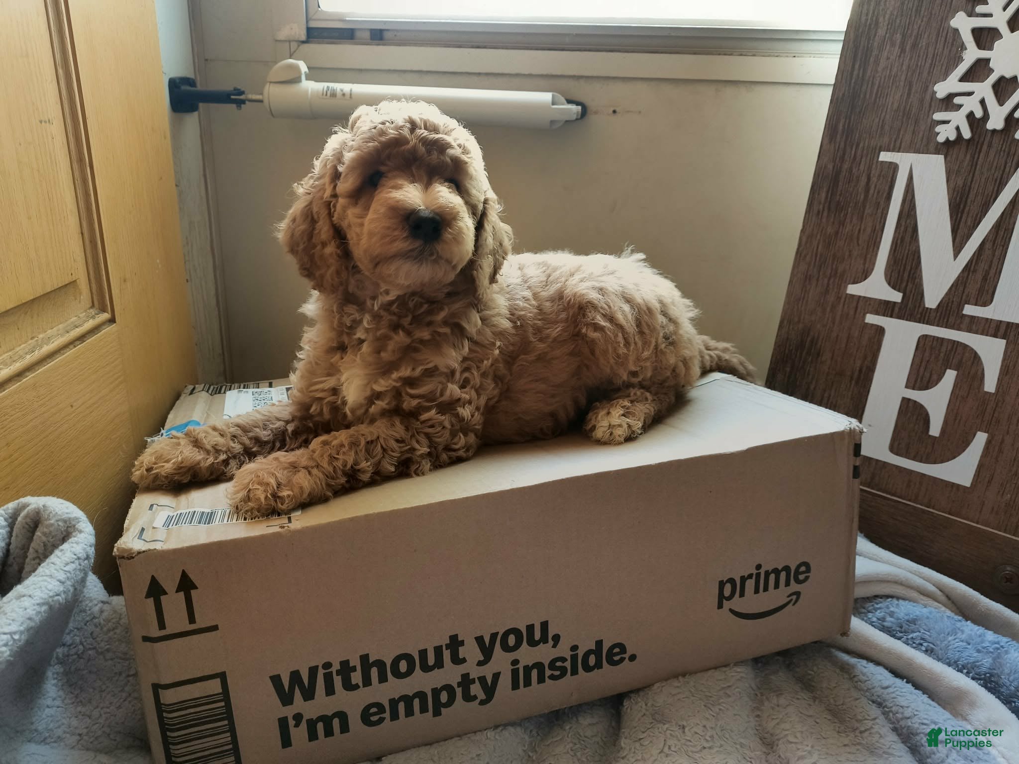 Mini Goldendoodle dogs Mini Goldendoodle Girl 2 - Ad 5