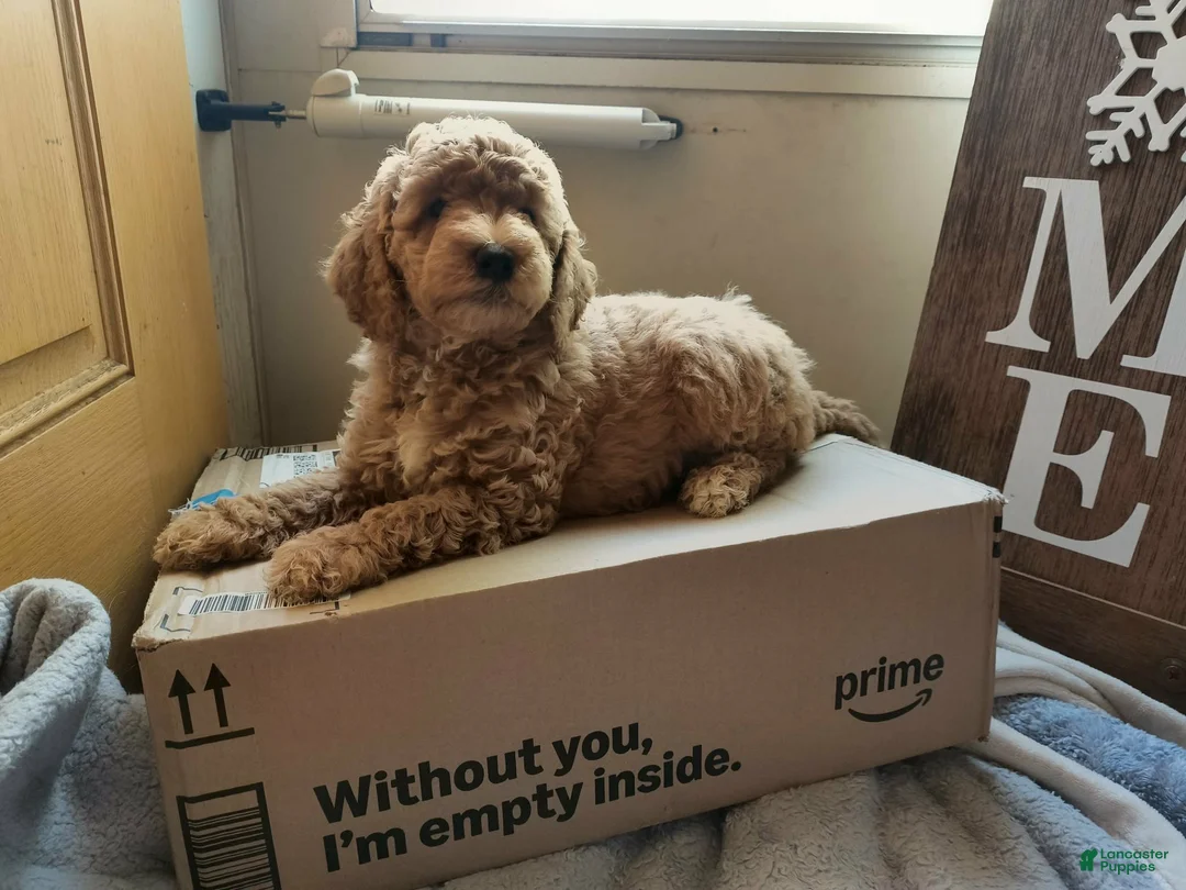 Mini Goldendoodle dogs for sale: Mini Goldendoodle Girl 2 - Ad 1