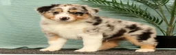 Miniature Australian Shepherd dogs for sale: Jake - Ad 5