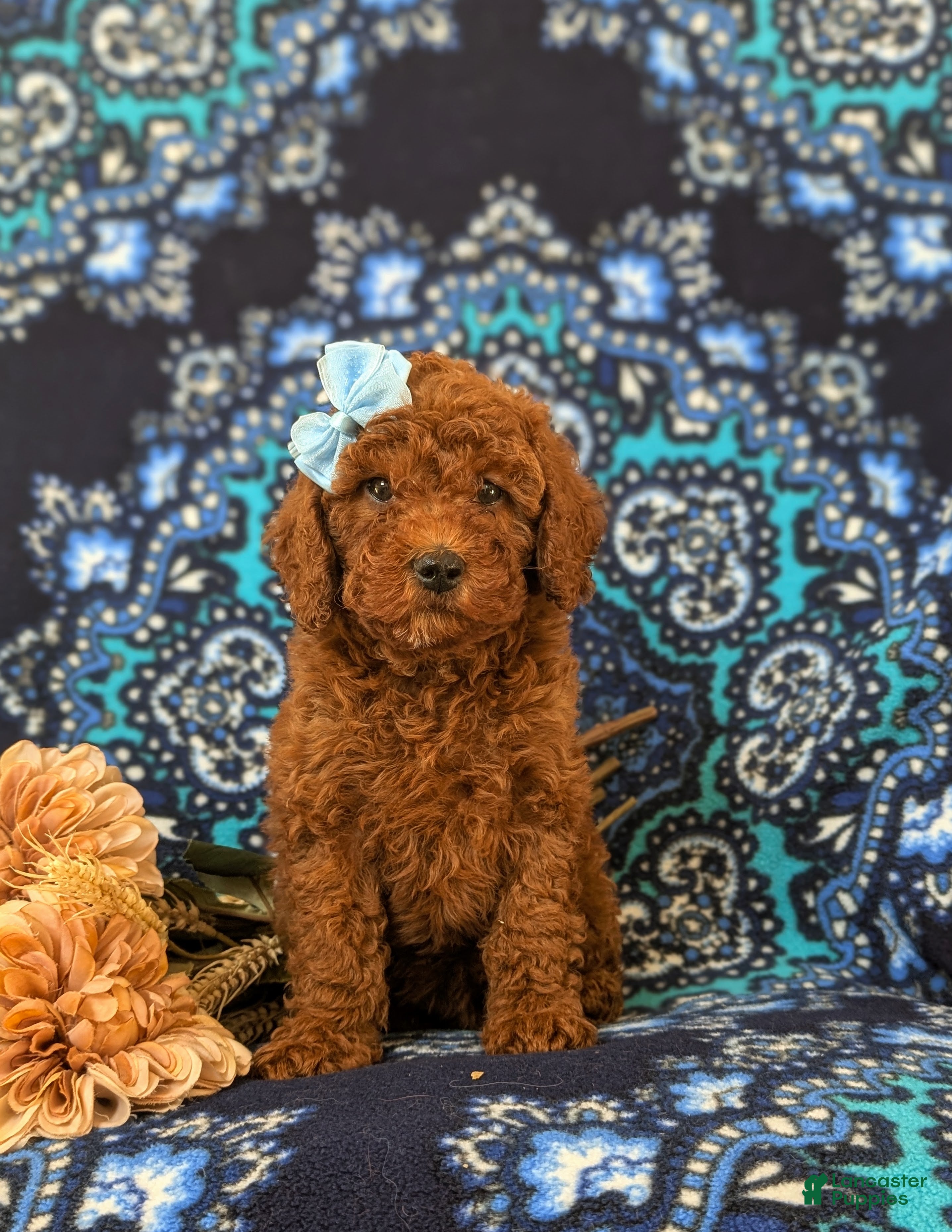 Miniature Poodle dogs Gabie 10 lbs Full Grown - Ad 35