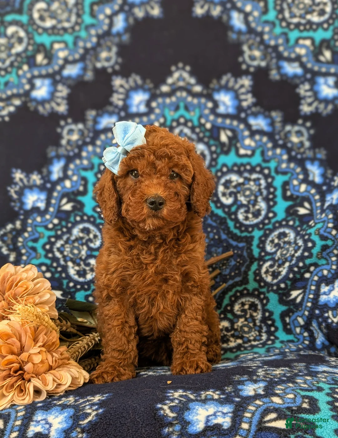 Miniature Poodle dogs for sale: Gabie 10 lbs Full Grown - Ad 1
