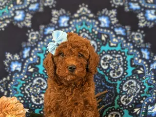 Miniature Poodle dogs Gabie 10 lbs Full Grown - Ad 35