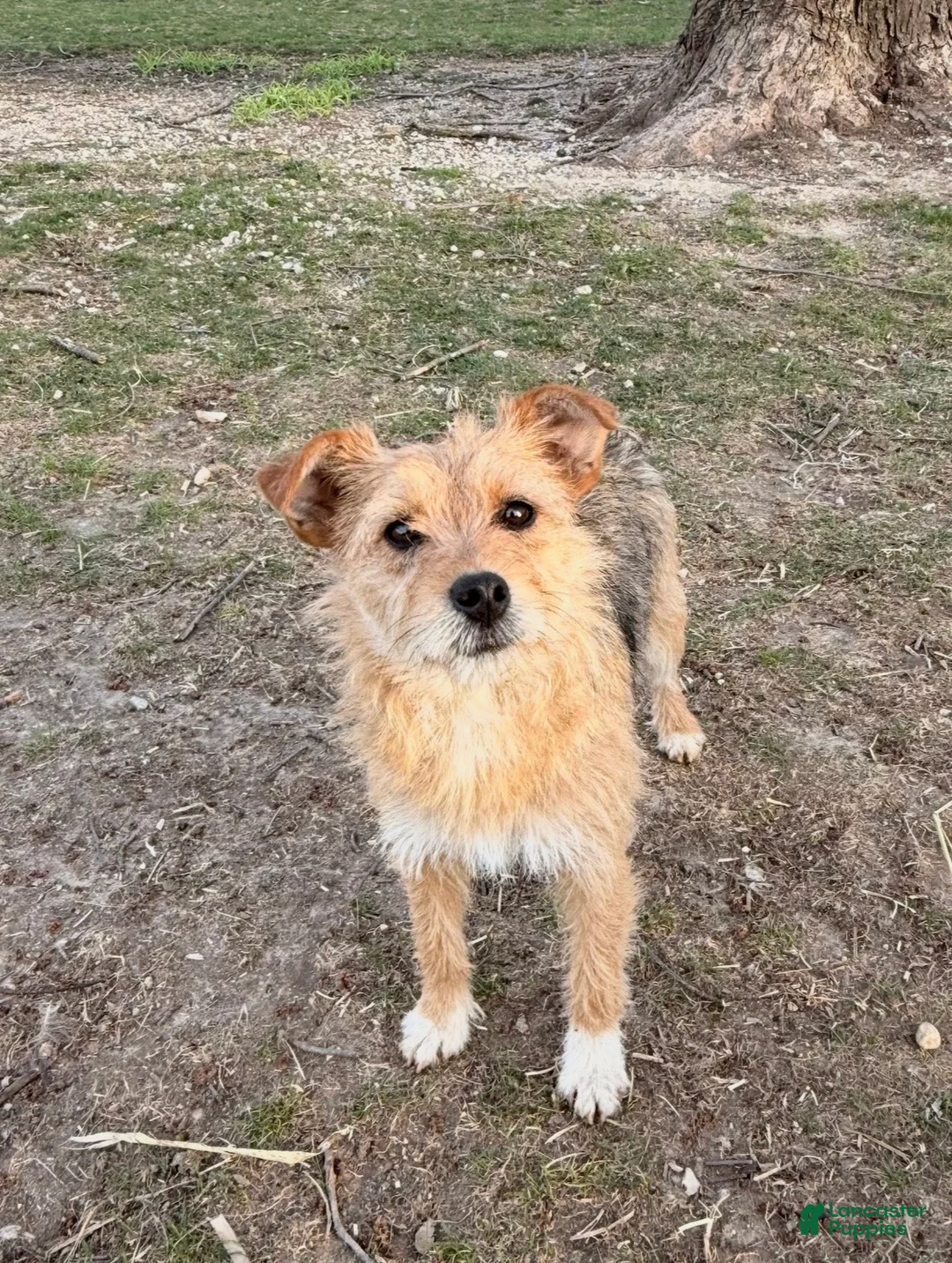 Mixed Breed dogs for sale: Mixed Breed Puppy 1 - Ad 1