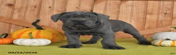 Cane Corso dogs for sale: Classy - Ad 5