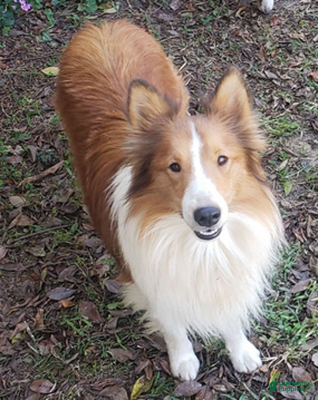 Shetland Sheepdog dogs for sale: Skippy - Ad 5