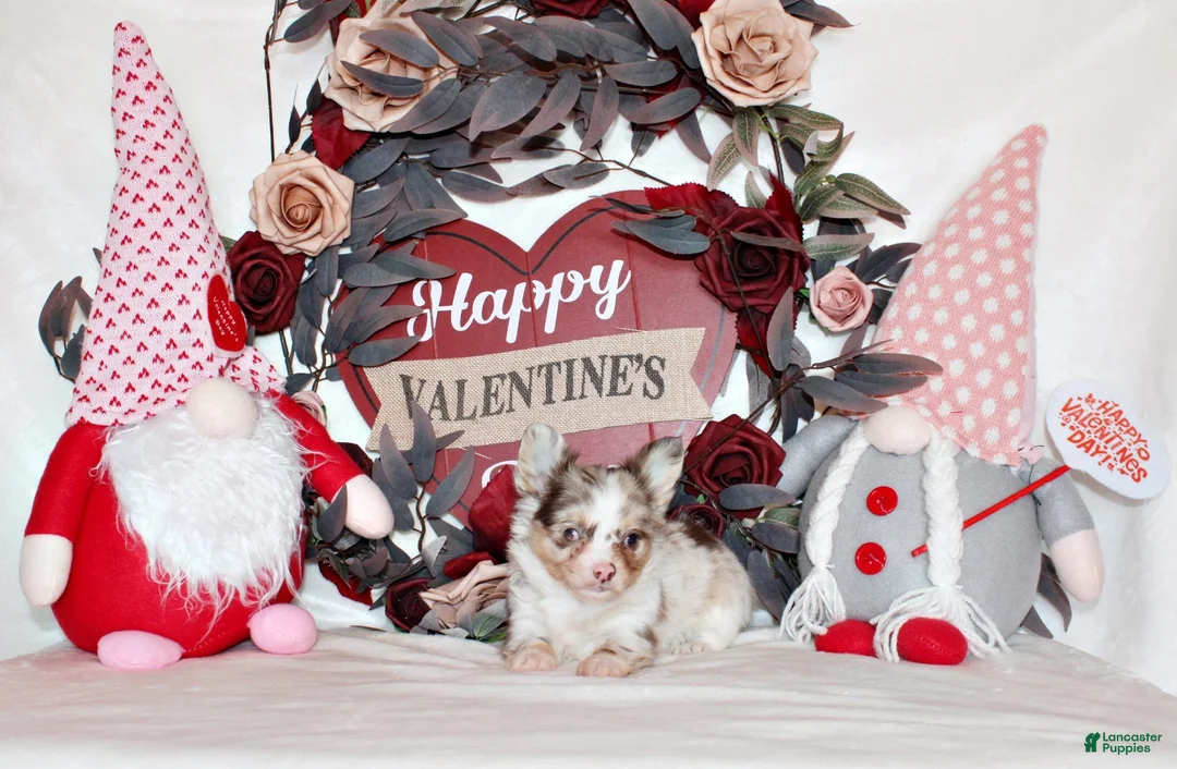 Chihuahua dogs for sale: Juniper - Ad 1