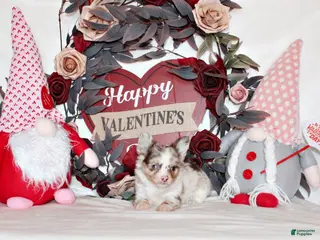 Chihuahua dogs Juniper - Ad 8