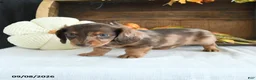 Miniature Dachshund dogs for sale: Cody - Ad 4