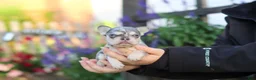 French Bulldog dogs for sale: Sienna - Ad 7