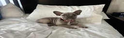 French Bulldog dogs for sale: Buster  - Ad 4