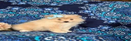 Pomeranian dogs for sale: Monette - Ad 9