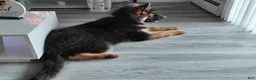 German Shepherd dogs for sale: Krypton Z Doliny Debow  - Ad 2