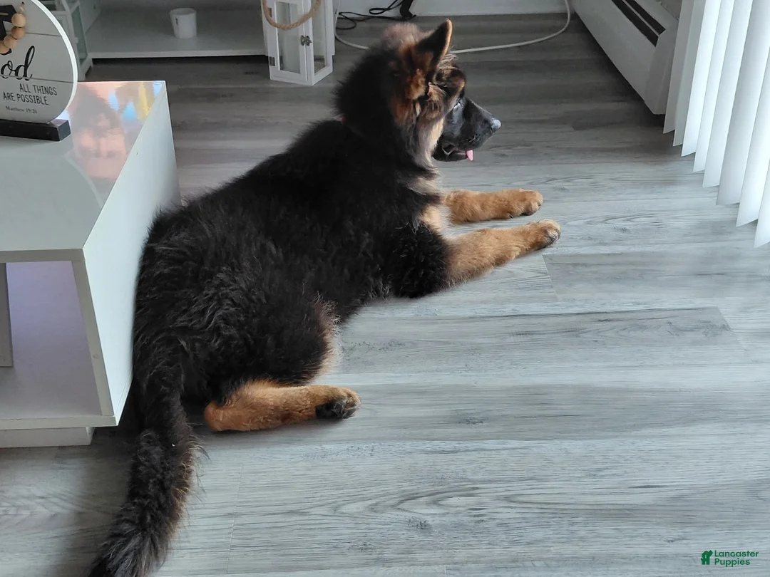 German Shepherd dogs for sale: Krypton Z Doliny Debow  - Ad 2